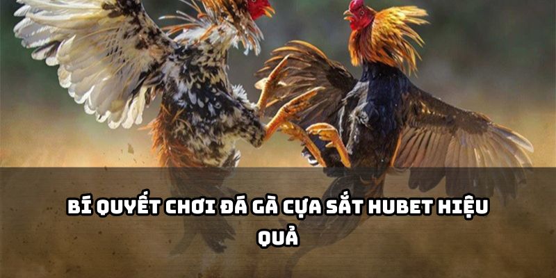Nắm rõ kinh nghiệm soi kèo, chọn gà chiến và đặt cược