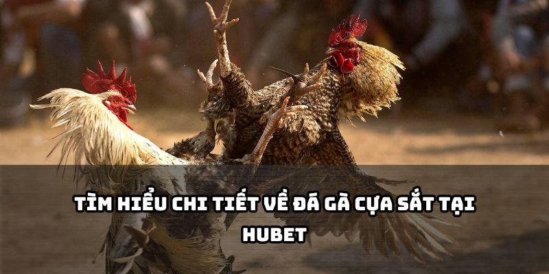 Khám phá luật chơi, cách đặt cược tại Hubet