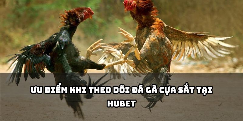 Ưu điểm khi theo dõi đá gà cựa sắt tại Hubet